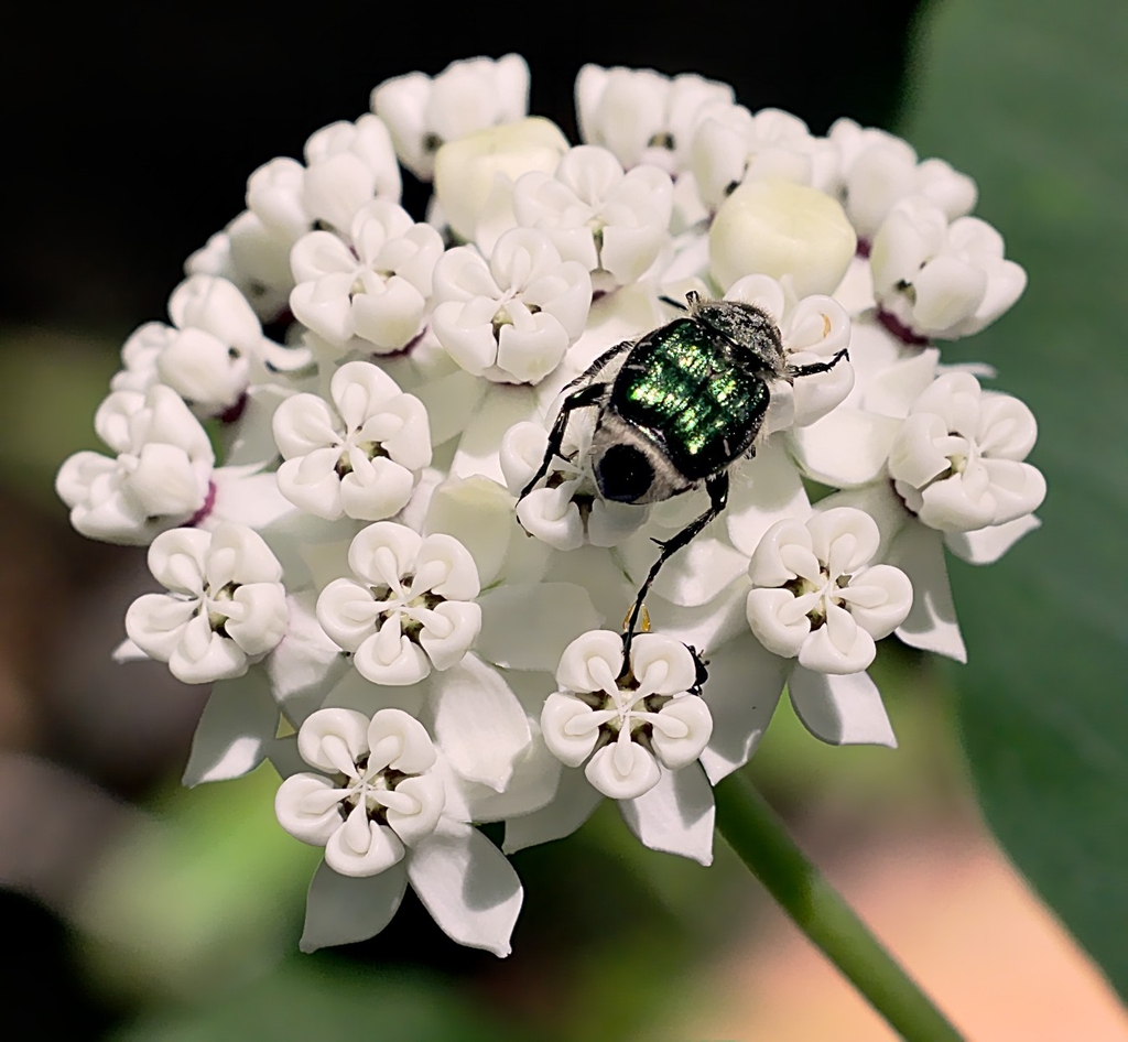 A scarab beetle on Asclepias variegata flowers.