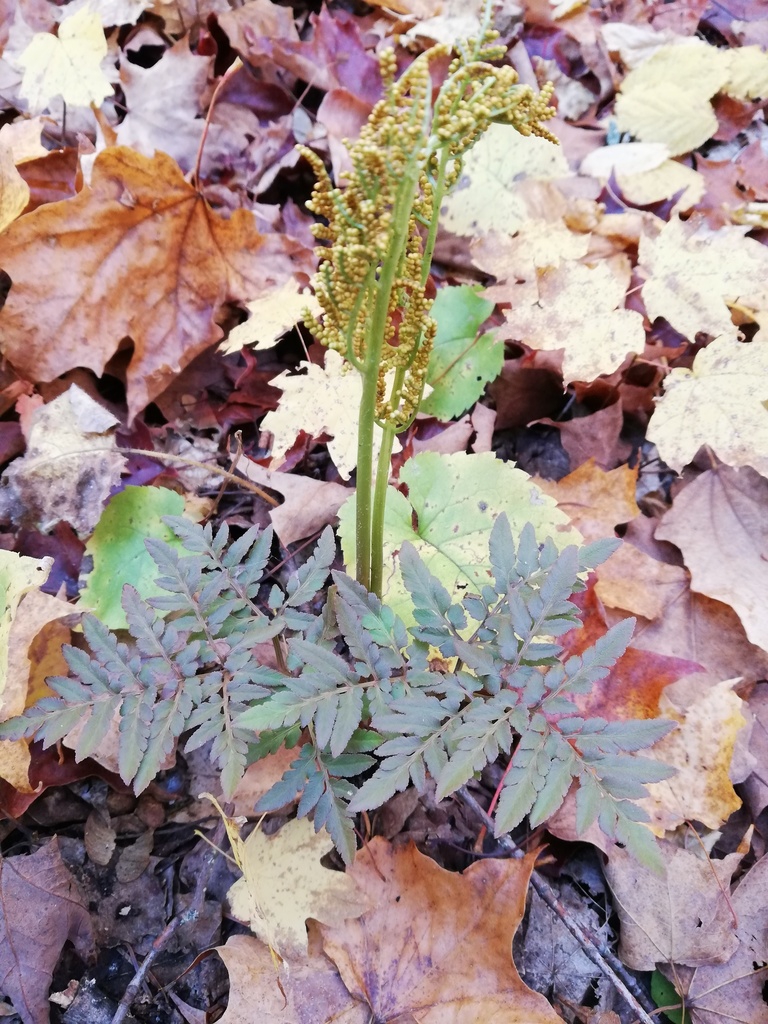 Form with fertile fronds