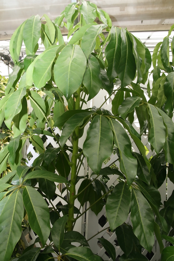 Form