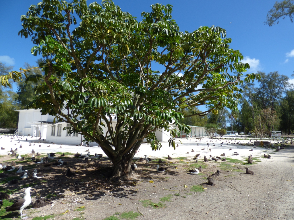 Native habitat form