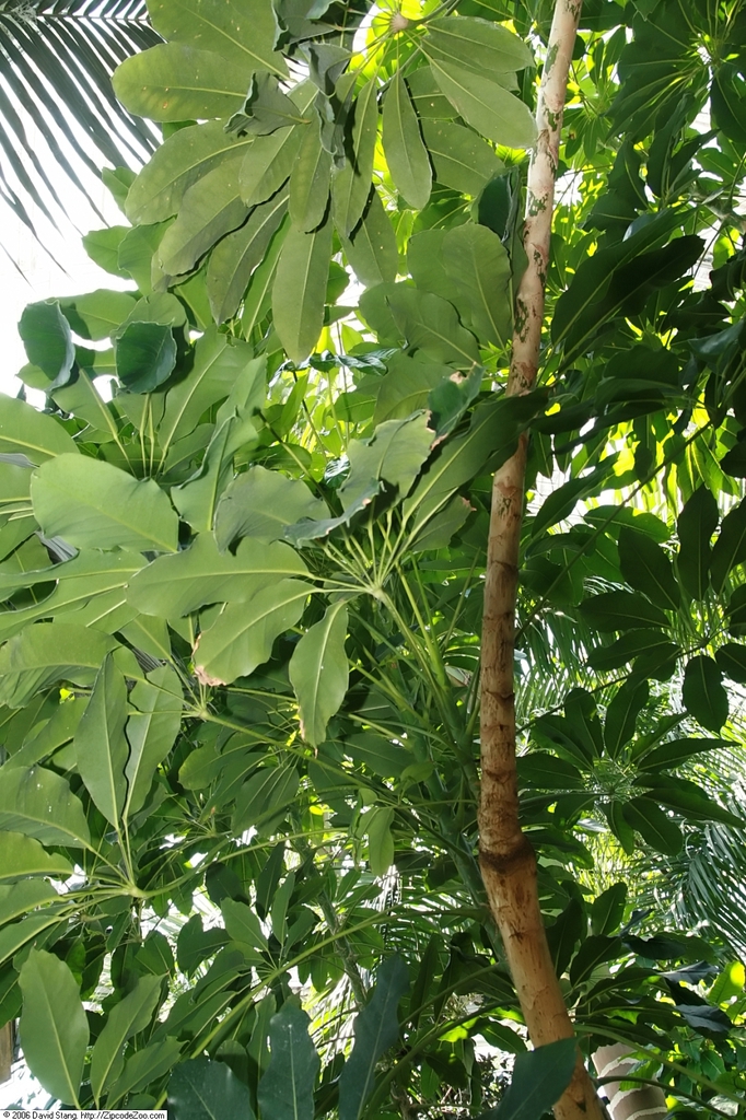 Stem