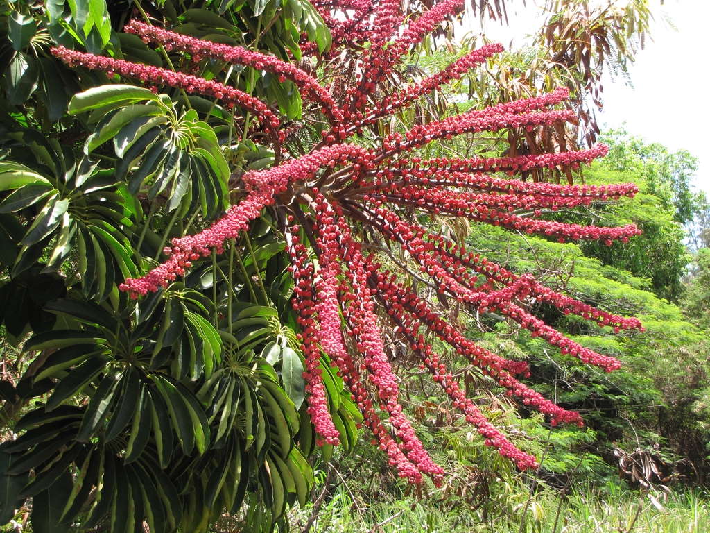 Fruit