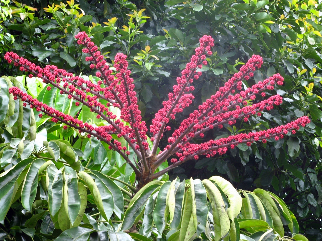 Fruit