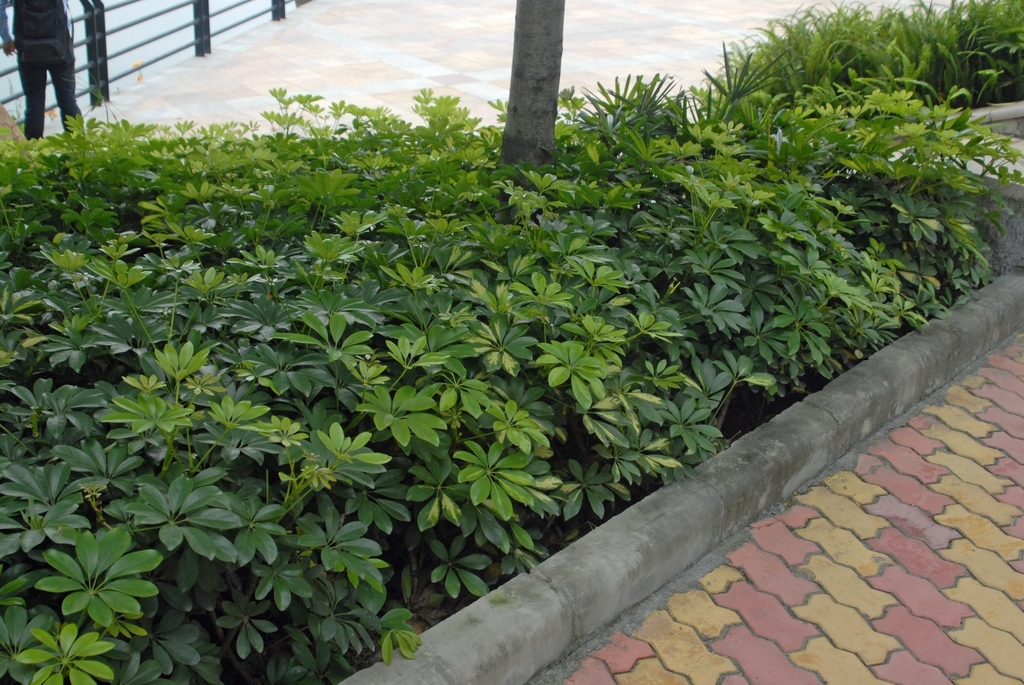 A low border of these plants with dark green, palmate leaves.