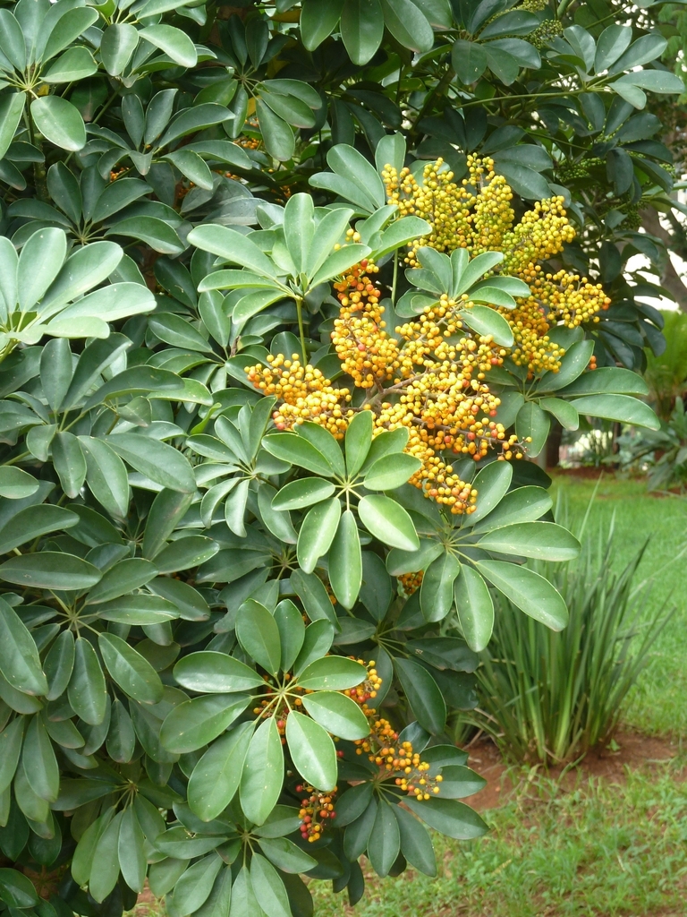 Foliage and small yellow berries