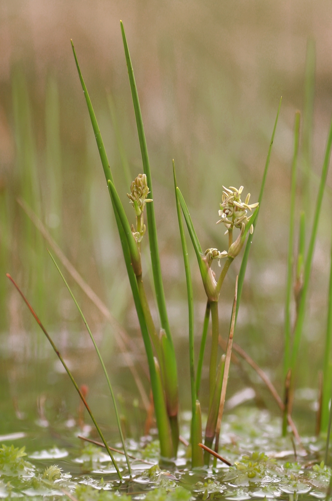 Plant in flower