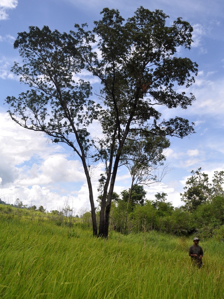 Form in native habitat