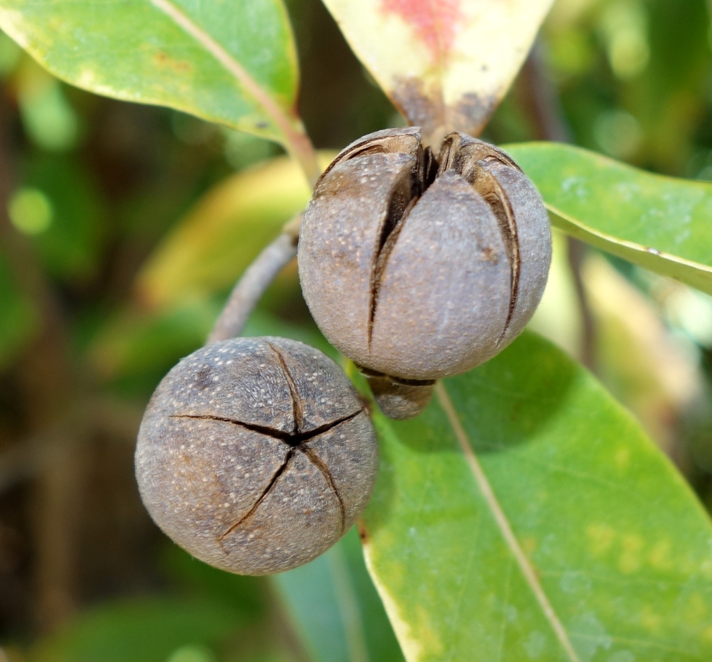 Fruit