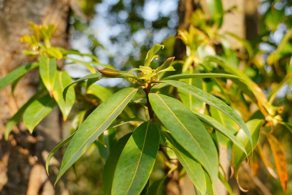 Leaves