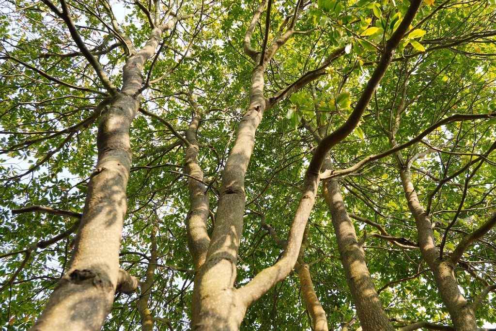 Trunk