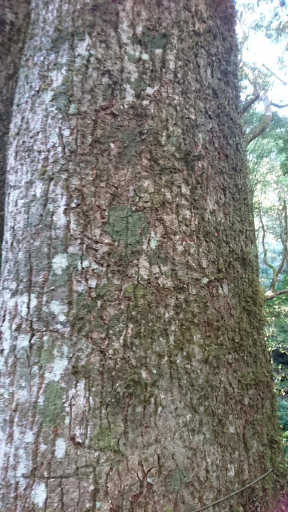 Bark