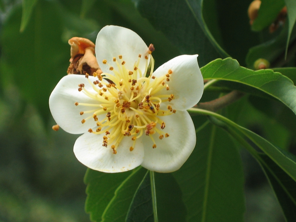 Flower detail