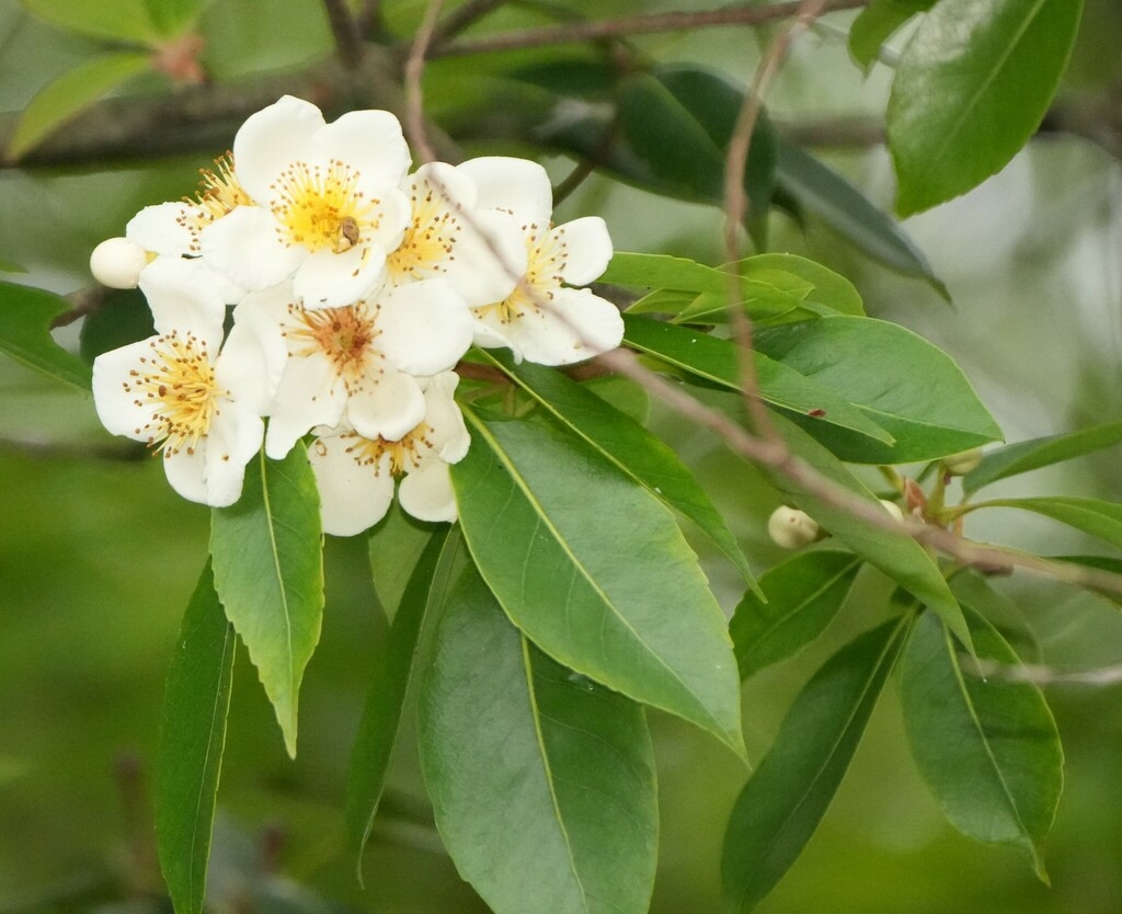 Flower cluster