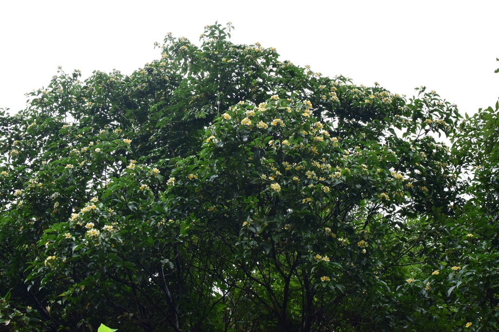 Form in bloom in native habitat