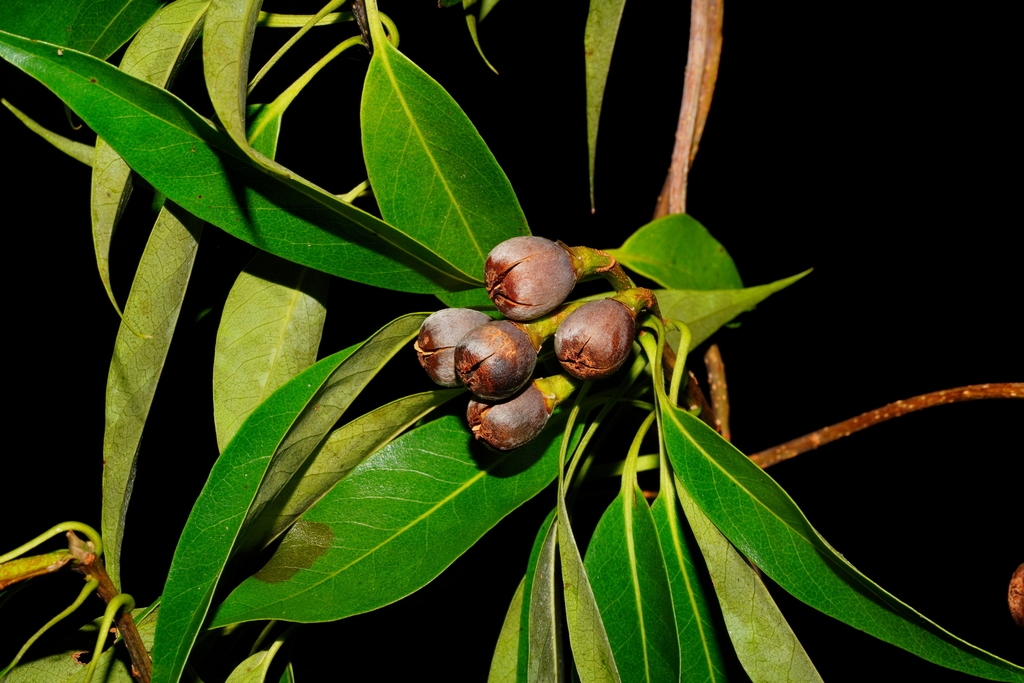 Fruits