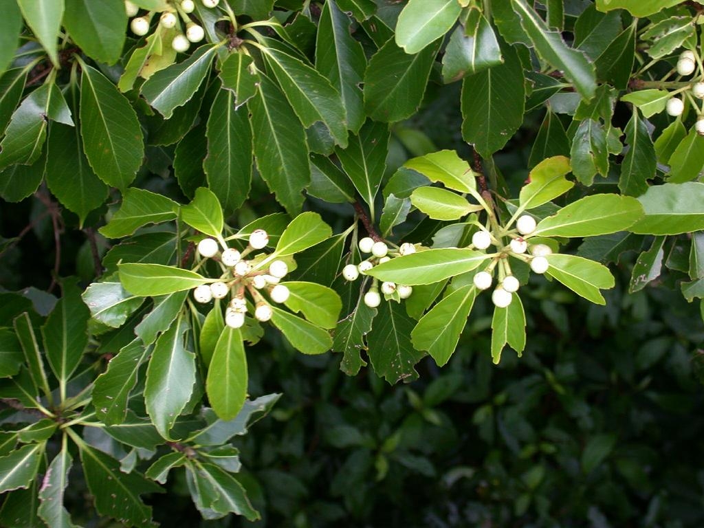 Flower buds, leaves