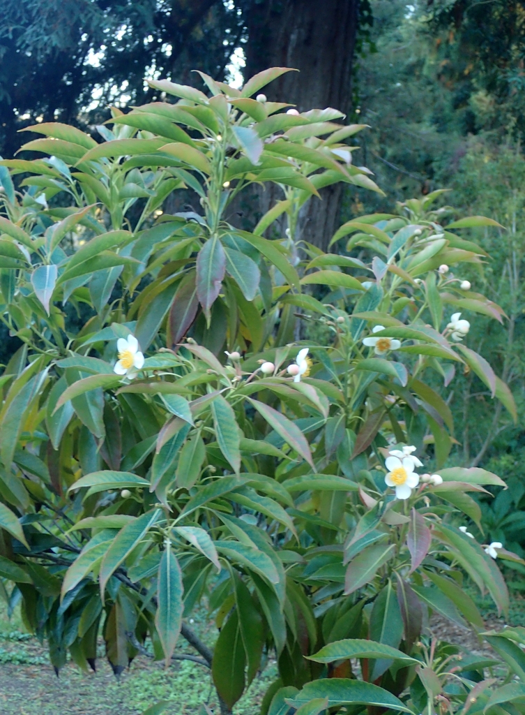 Form in bloom
