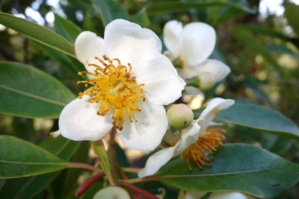 Flower detail