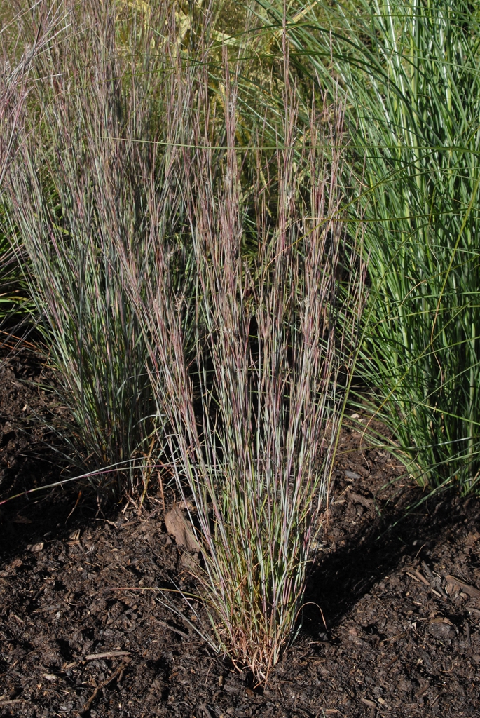 Schizachyrium scoparium