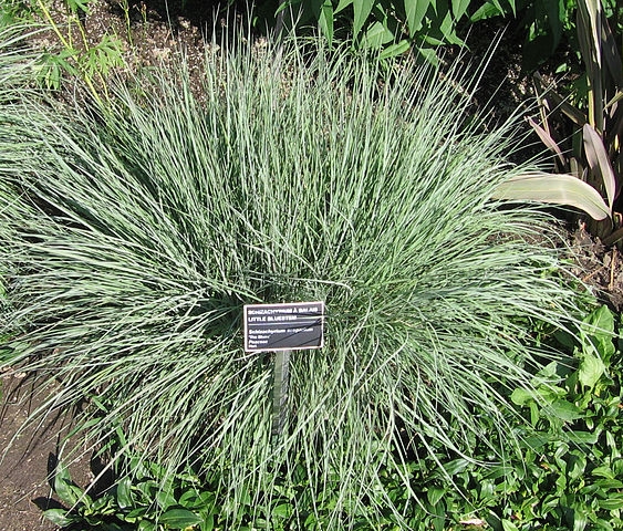 Schizachyrium scoparius