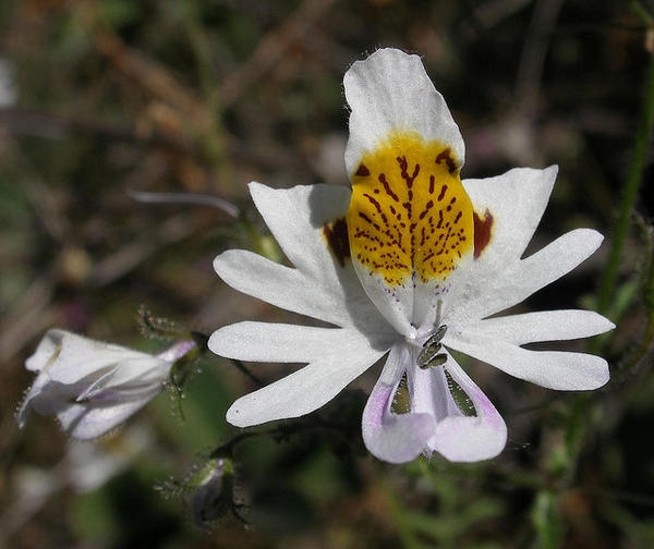 White flower
