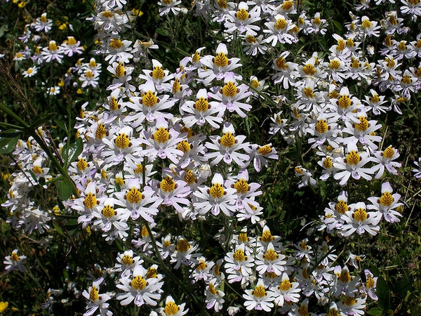 Form