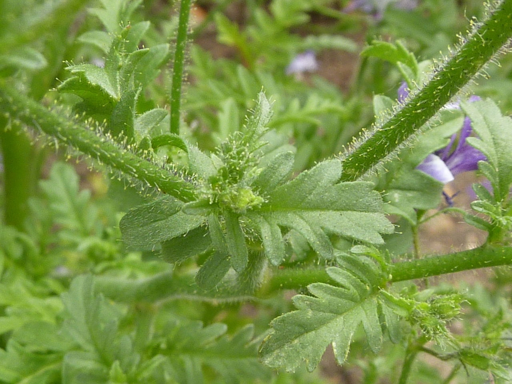 Leaves and stem