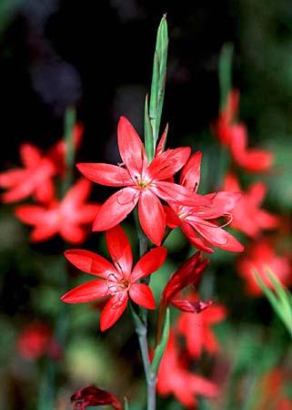 Schizostylis coccinea
