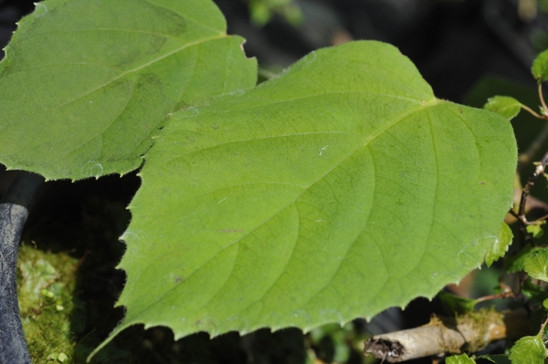 Schizophragma integrifolium