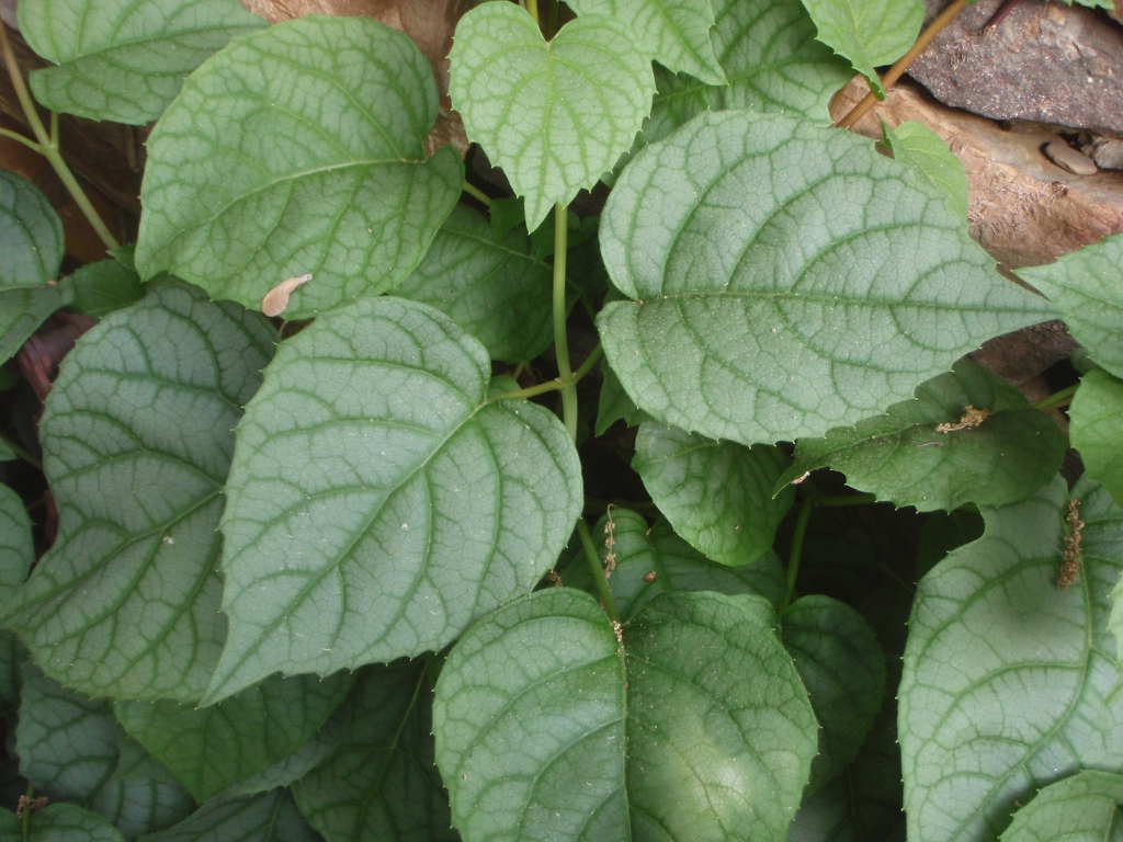 'Moonlight' Leaf