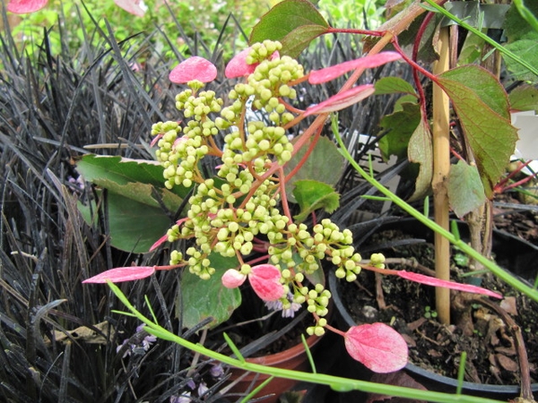 Schizophragma hydrangeoides