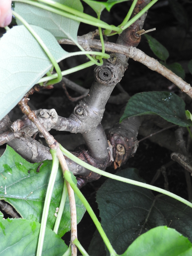 Schizophragma hydrangeoides bark