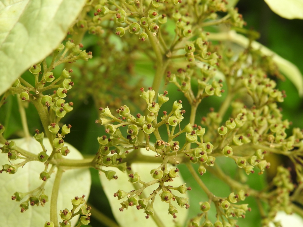 Schizophragma hydrangeoides flower close summer