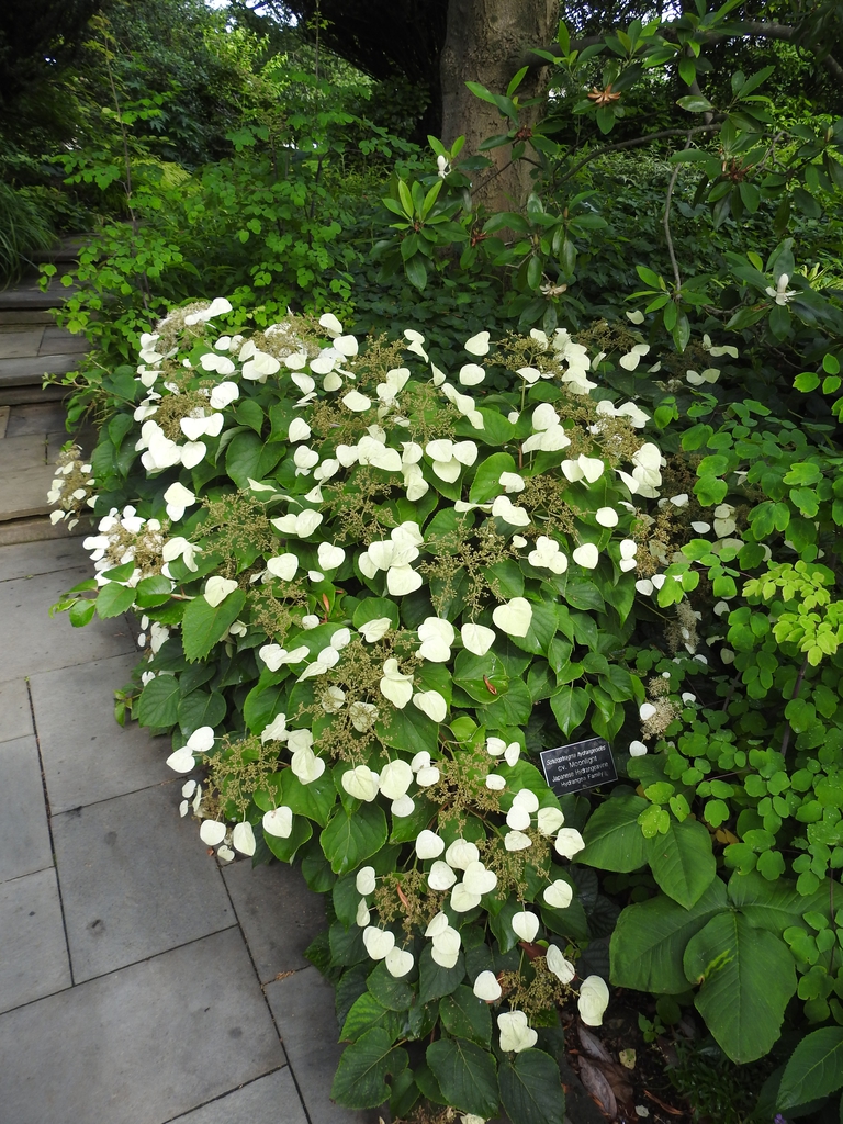 Schizophragma hydrangeoides form summer