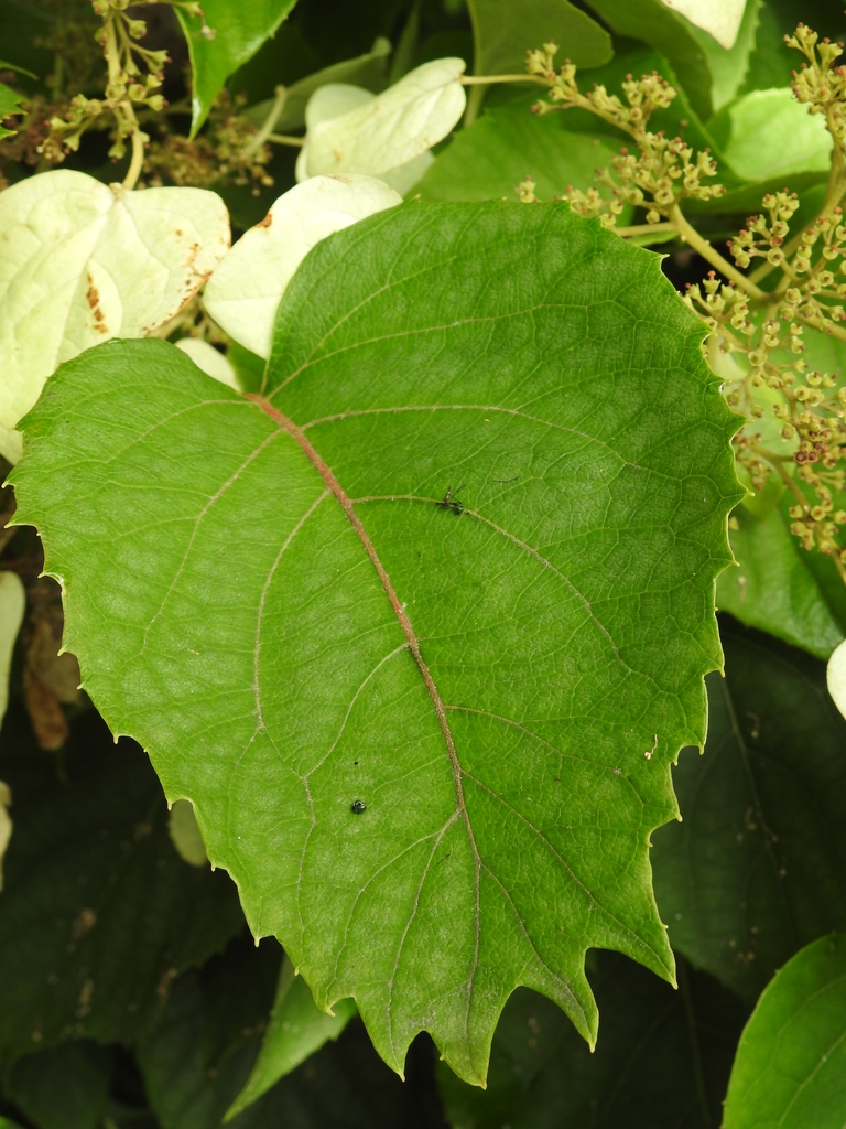 Schizophragma hydrangeoides leaf front summer