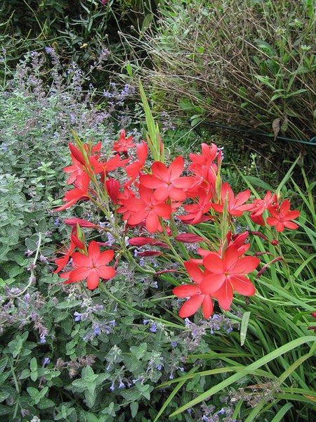 Schizostylis