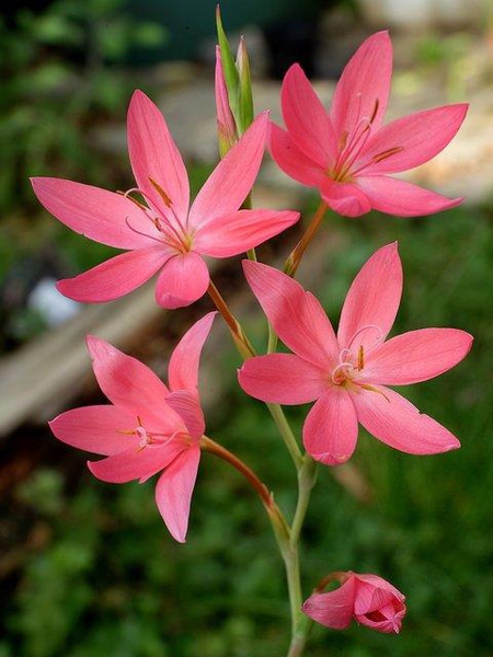 Schizostylis