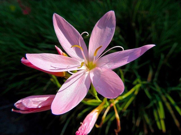 Schizostylis