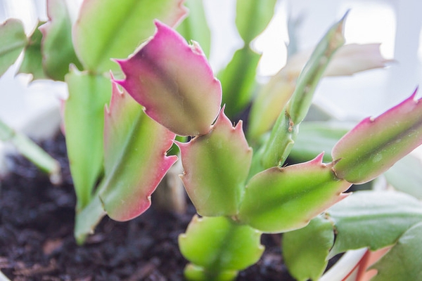 close-up on pink-tinted green cladodes