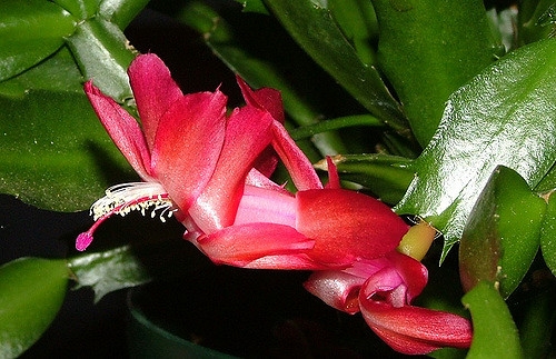 Close-up on a red, zygomorphic flower.