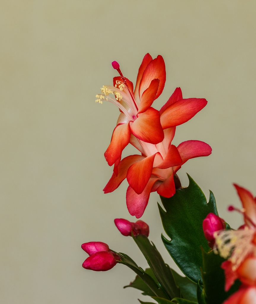 Form
