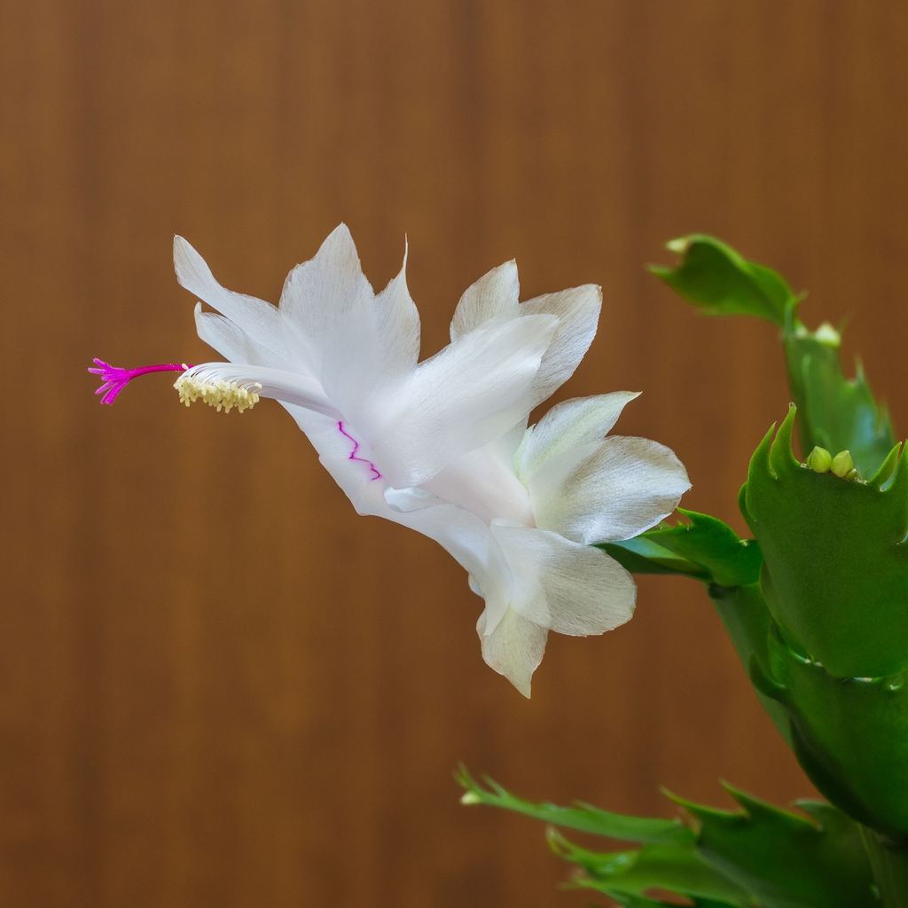 Form