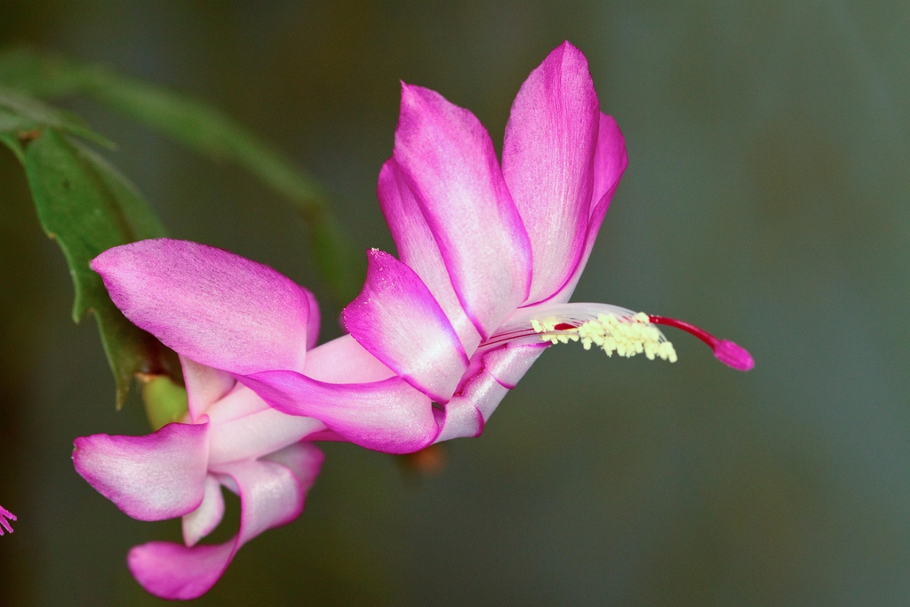 Form