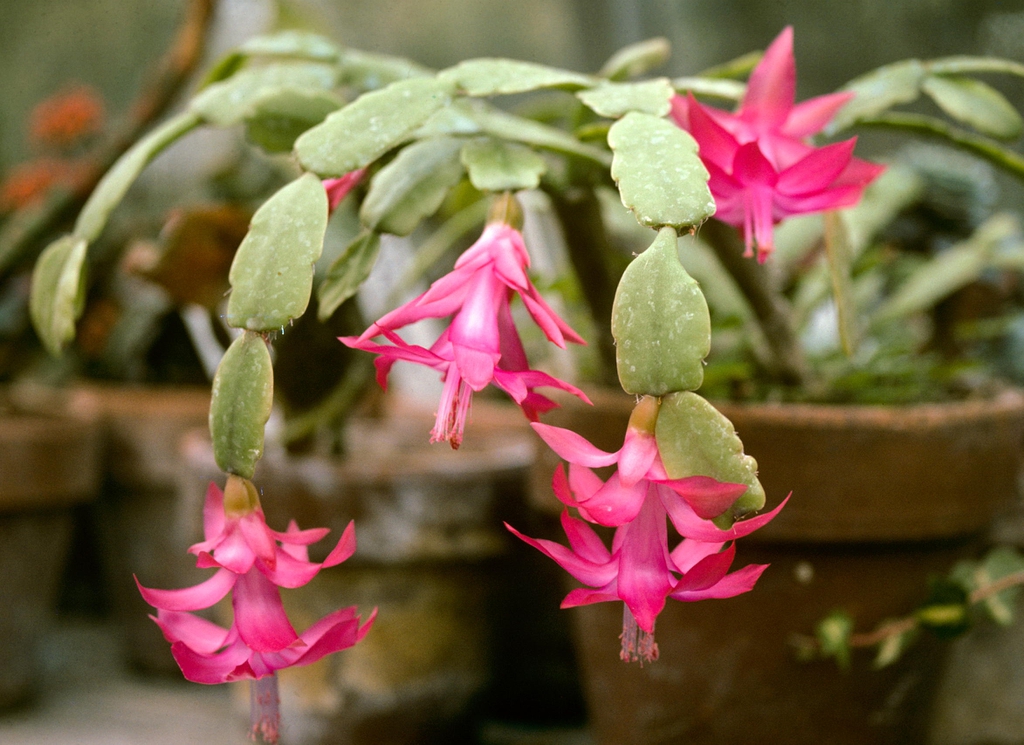 flowers and stems