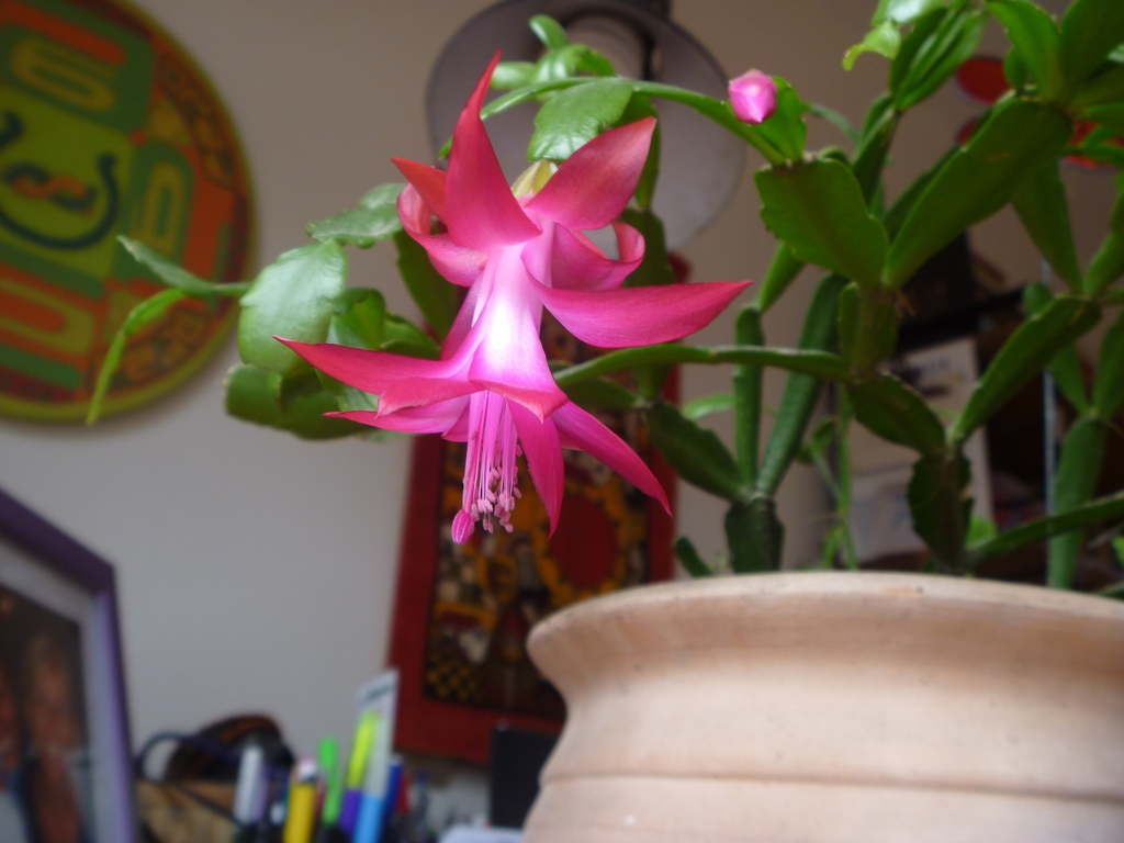 Close up of flower