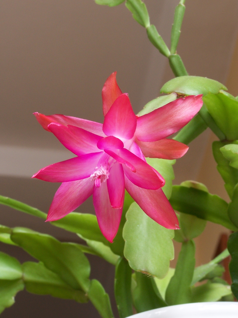 Form