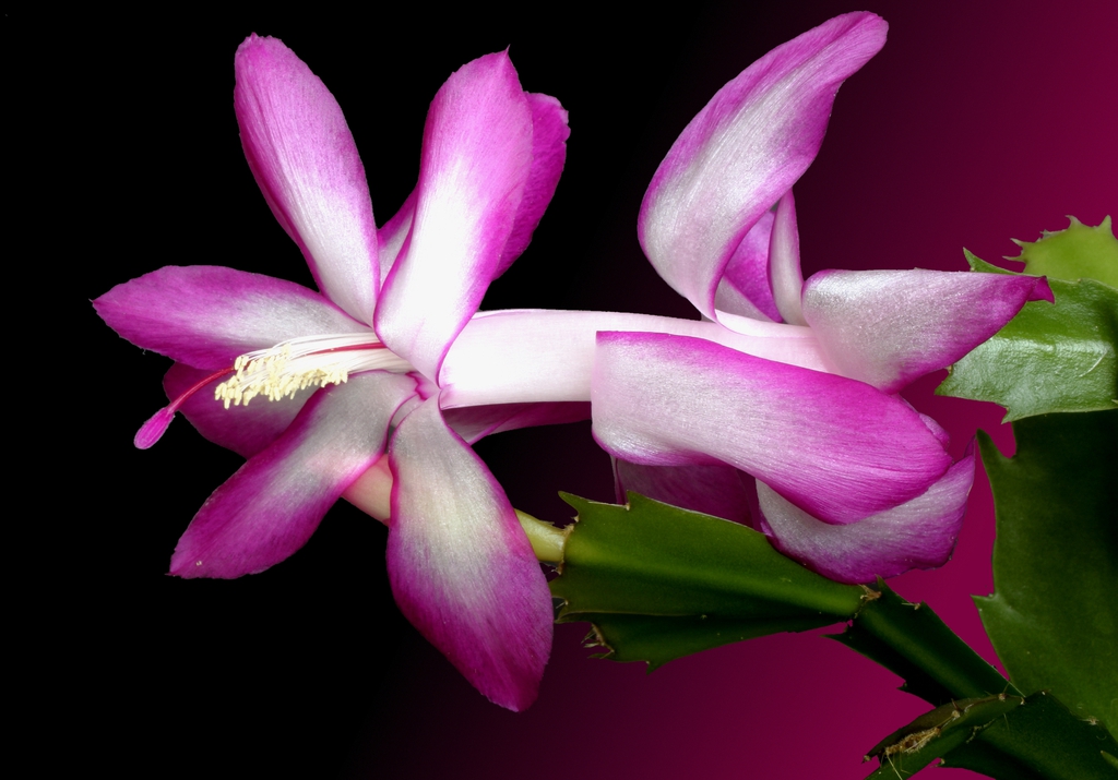 Form