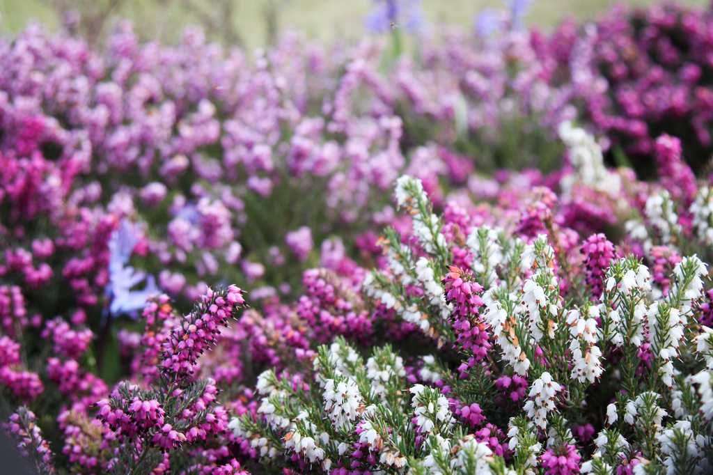 Erica carnea