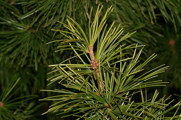 Sciadopitys verticillata