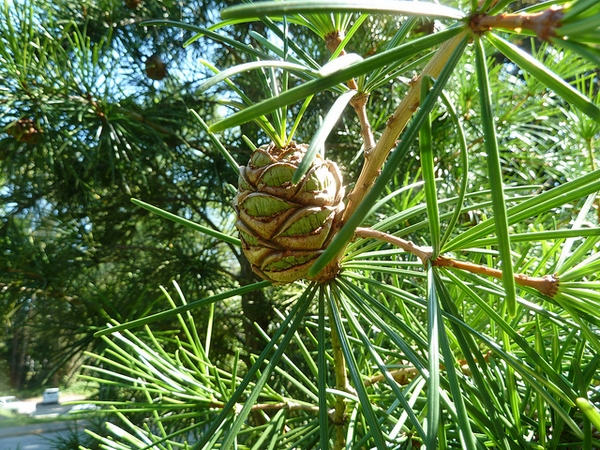 Sciadopitys verticillata